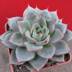Echeveria Moranii   hybr.