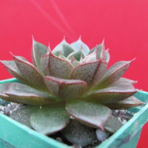 Echeveria  *Yamatomini*