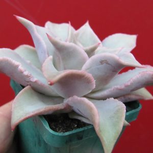 Echeveria Madiba