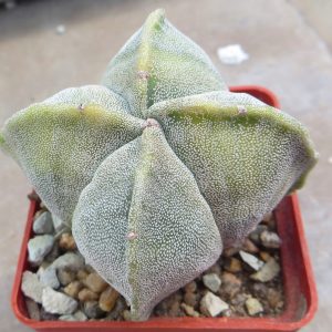 astrophytum quadricostatum ball variegata