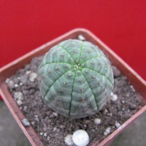 Euphorbia simmetrica