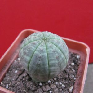 Euphorbia simmetrica