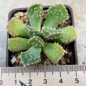 aloinopaia setifera