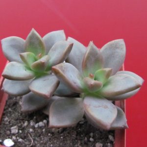 Sedum  *Bronze Delight*