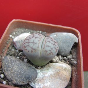 Lithops pseudotruncatella pulmonuncula
