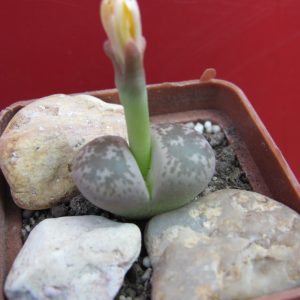 Lithops gesinae