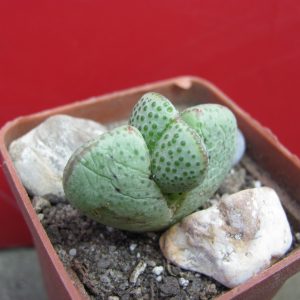 Conophytum taylorianum