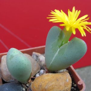 Conophytum bilobum