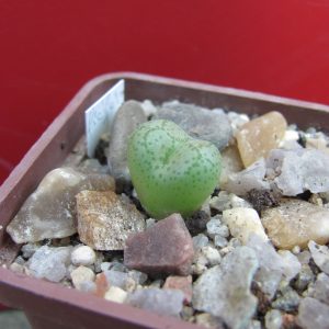 Conophytum ficiforme