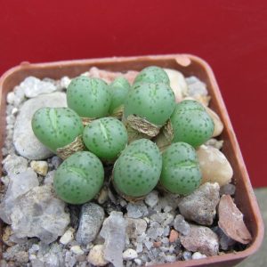 Conophytum uveforme