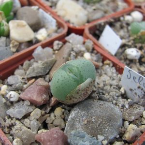 Conophytum velutinum