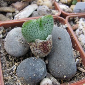 Conophytum taylorianum
