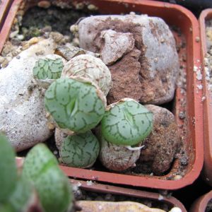 Conophytum minimum