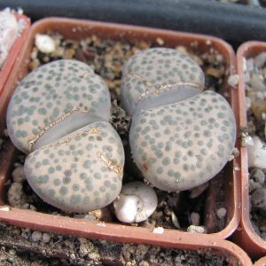 Lithops fulviceps