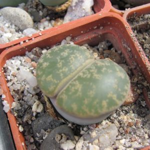 Lithops lesliei