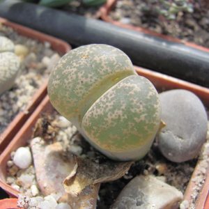 Lithops lesliei