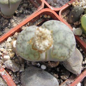 Lithops pseudtruncatella