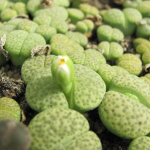 Lithops fulviceps   aurea