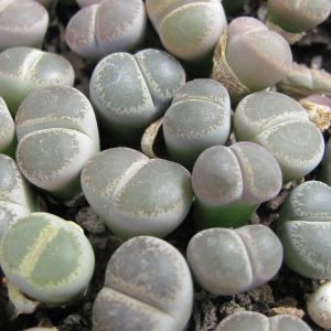 Lithops lesliei maraisii