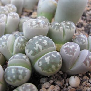 Lithops dorothea