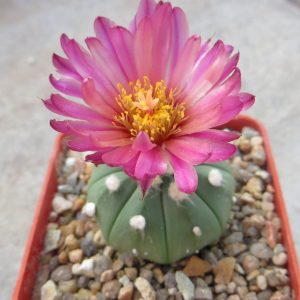astrophytum asterias red flower