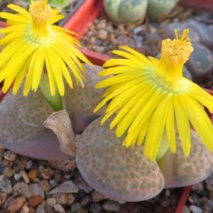 lithops fulviceps