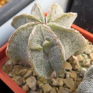 astrophytum multicostatum fukuryu