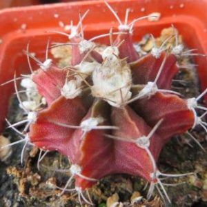 gymnocalycium friedrichii