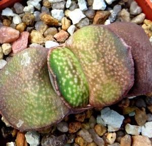 gasteria armstrongii Renni Wong