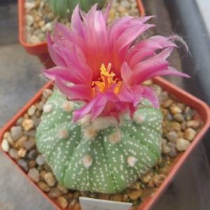 astrophytum red flower