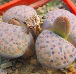 lithops fulviceps c 220