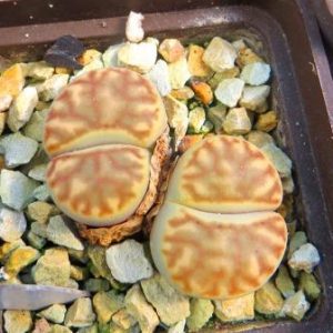 1555.6 lithops bromfieldii v mennellii 40