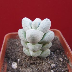 Crassula deceptor hybr.