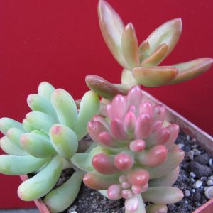 Sedum