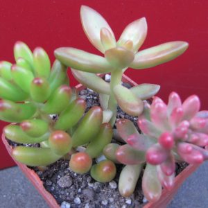 Sedum