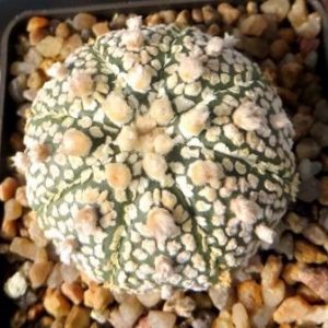 astrophytum super kabuto x astrophytum hanazono