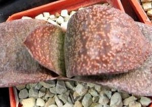 gasteria armstrongii Renni Wong
