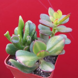 Crassula
