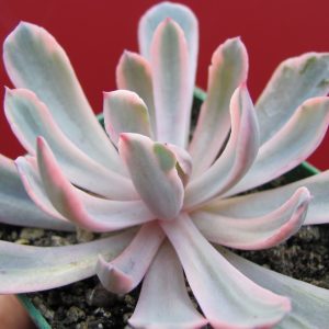 Echeveria hoveyi variegata