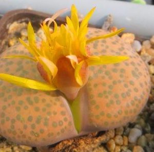 lithops fulviceps
