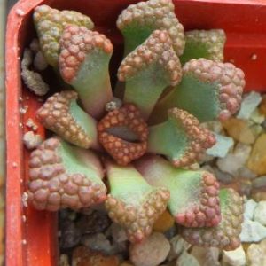 titanopsis hugo-schlechteri pofader