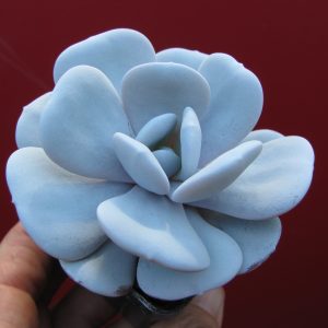 Echeveria laui