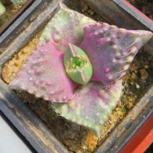 faucaria burgundii