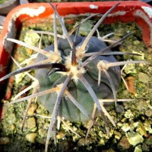 gymnocalycium spegazzinii var. horizonthalonius