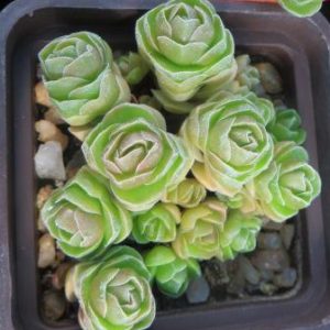 crassula emerald