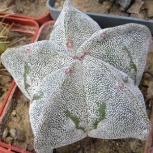astrophytum myriostigma Star