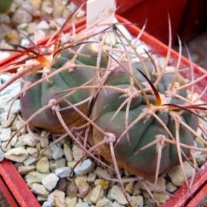 gymnocalycium cardenasianum