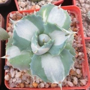 agave isthmensis ohi raijin