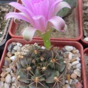 gymnocalycium damsii rotundulum