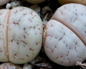 Lithops Gracilidelineata subsp. Basel